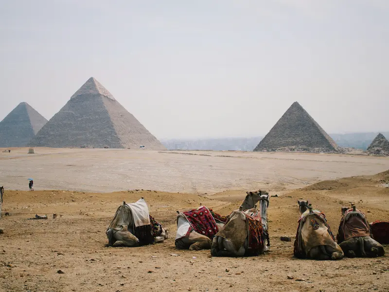 Pyramids of Giza with camels resting in the foreground, Egypt.